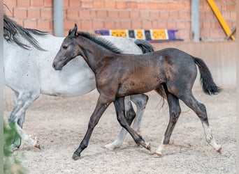 Oldenburg, Stallion, Foal (02/2023), 16.1 hh, Gray