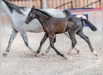 Oldenburg, Stallion, Foal (02/2023), 16.1 hh, Gray