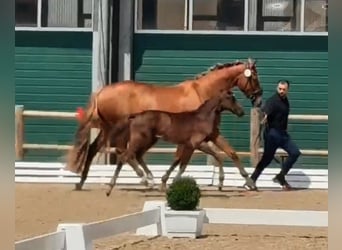 Oldenburg, Stallion, Foal (04/2026), 16.1 hh, Smoky-Black