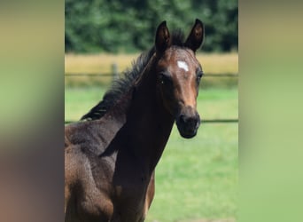 Oldenburg, Stallion, Foal (05/2024), 16.2 hh, Bay-Dark