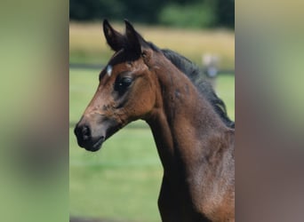 Oldenburg, Stallion, Foal (05/2024), 16.2 hh, Bay-Dark