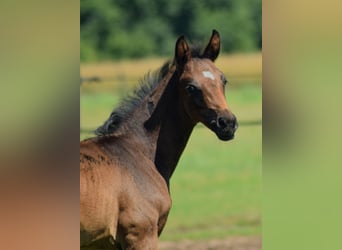 Oldenburg, Stallion, Foal (05/2024), 16.2 hh, Bay-Dark