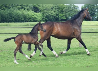 Oldenburg, Stallion, Foal (05/2024), 16.2 hh, Bay-Dark