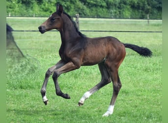 Oldenburg, Stallion, Foal (05/2024), 16.2 hh, Bay-Dark