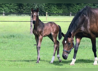 Oldenburg, Stallion, Foal (05/2024), 16.2 hh, Bay-Dark