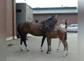 Oldenburg, Stallion, Foal (05/2024), 16.2 hh, Bay-Dark