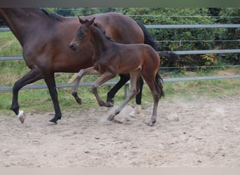 Oldenburg, Stallion, Foal (06/2026), 16.2 hh, Bay-Dark