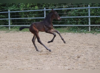 Oldenburg, Stallion, Foal (06/2026), 16.2 hh, Bay-Dark