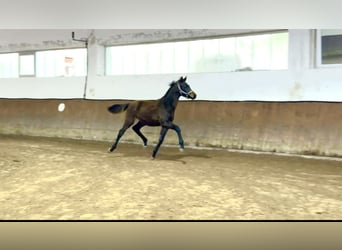 Oldenburg, Stallion, Foal (05/2025), 16.2 hh, Bay-Dark