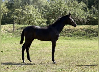 Oldenburg, Stallion, Foal (03/2026), 16.2 hh, Bay-Dark