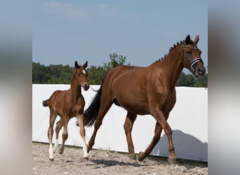 Oldenburg, Stallion, Foal (06/2024), 16.2 hh, Bay-Dark