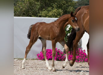 Oldenburg, Stallion, Foal (06/2024), 16.2 hh, Bay-Dark