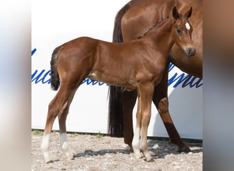 Oldenburg, Stallion, Foal (06/2024), 16.2 hh, Bay-Dark