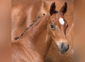 Oldenburg, Stallion, Foal (06/2024), 16.2 hh, Bay-Dark