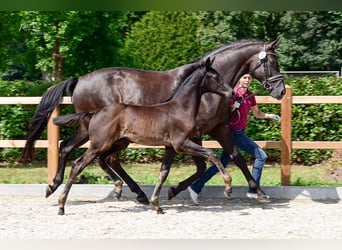 Oldenburg, Stallion, Foal (04/2026), 16.2 hh, Black