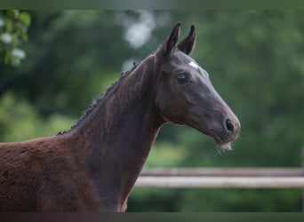 Oldenburg, Stallion, Foal (03/2024), 16.2 hh, Black