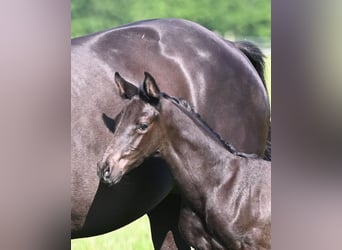 Oldenburg, Stallion, Foal (05/2026), 16.2 hh, Black