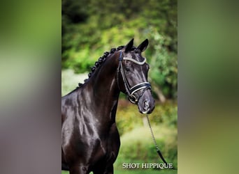 Oldenburg, Stallion, Foal (05/2024), 16,2 hh, Black