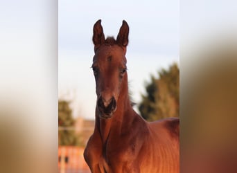 Oldenburg, Stallion, Foal (05/2024), 16,2 hh, Black