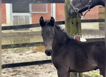 Oldenburg, Stallion, Foal (02/2026), 16.2 hh, Black
