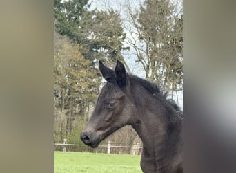 Oldenburg, Stallion, Foal (02/2026), 16.2 hh, Black