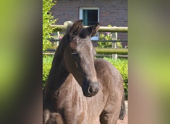 Oldenburg, Stallion, , 16.2 hh, Black