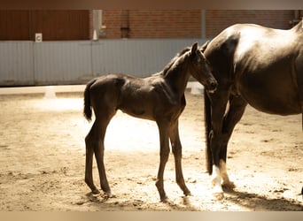 Oldenburg, Stallion, Foal (01/2026), 16.2 hh, Black