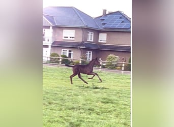 Oldenburg, Stallion, , 16.2 hh, Black