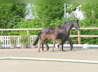 Oldenburg, Stallion, , 16.2 hh, Black