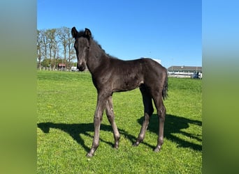 Oldenburg, Stallion, , 16.2 hh, Black
