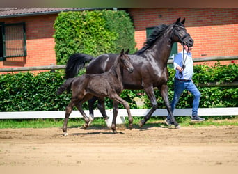 Oldenburg, Stallion, Foal (01/2026), 16.2 hh, Black