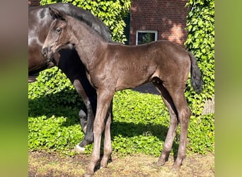Oldenburg, Stallion, , 16.2 hh, Black