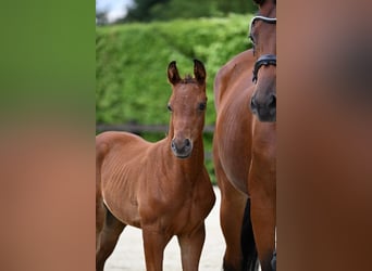 Oldenburg, Stallion, Foal (05/2024), 16,2 hh, Brown