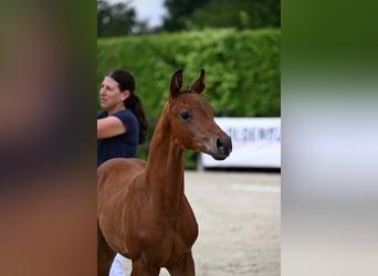 Oldenburg, Stallion, Foal (05/2024), 16,2 hh, Brown