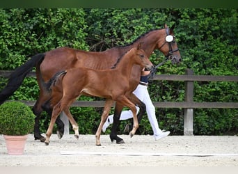 Oldenburg, Stallion, Foal (05/2024), 16,2 hh, Brown