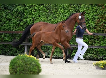 Oldenburg, Stallion, Foal (05/2024), 16,2 hh, Brown