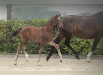 Oldenburg, Stallion, Foal (05/2024), 16.2 hh, Brown