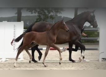 Oldenburg, Stallion, Foal (05/2024), 16.2 hh, Brown