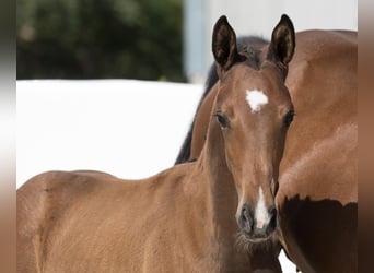 Oldenburg, Stallion, Foal (04/2024), 16.2 hh, Brown