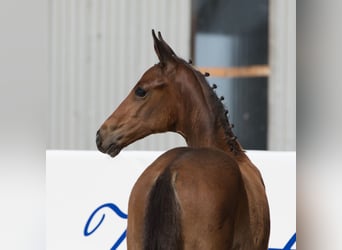 Oldenburg, Stallion, Foal (04/2024), 16.2 hh, Brown