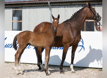 Oldenburg, Stallion, Foal (04/2024), 16.2 hh, Brown