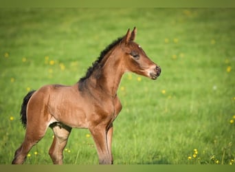 Oldenburg, Stallion, Foal (03/2026), 16.2 hh, Brown