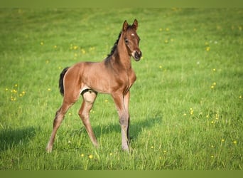 Oldenburg, Stallion, Foal (03/2026), 16.2 hh, Brown