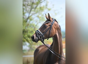 Oldenburg, Stallion, Foal (03/2026), 16.2 hh, Brown
