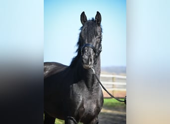 Oldenburg, Stallion, Foal (03/2026), 16.2 hh, Brown