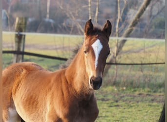 Oldenburg, Stallion, Foal (02/2024), 16.2 hh, Brown