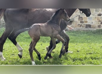 Oldenburg, Stallion, Foal (04/2024), 16.2 hh, Brown