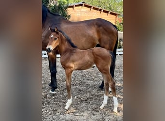 Oldenburg, Stallion, , 16.2 hh, Brown