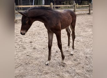Oldenburg, Stallion, Foal (03/2026), 16.2 hh, Brown