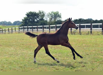 Oldenburg, Stallion, Foal (05/2023), 16.2 hh, Brown